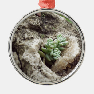 Rock planted and doing well. :) #succulent metal tree decoration