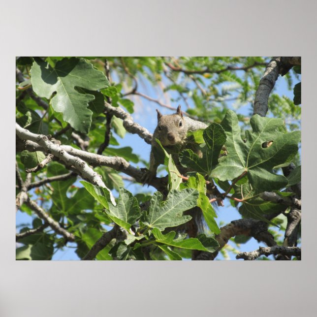 Rock Squirrel Poster (Front)