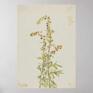 Rock Wormwood (Artemisia discolour) Poster