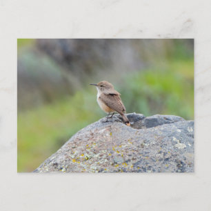 Rock Wren Postcard