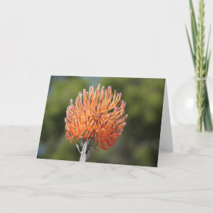 Rocket pincushion protea card