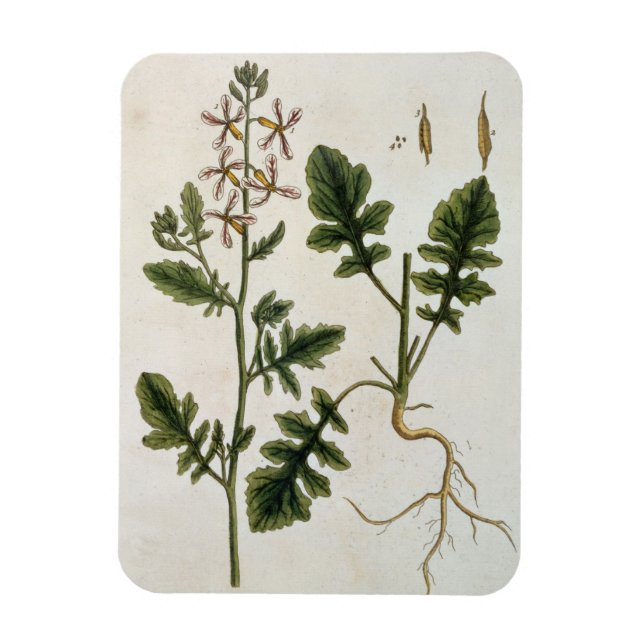 Rocket, plate 242 from 'A Curious Herbal', publish Magnet (Vertical)