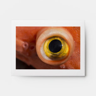 Rockfish Eye Envelope