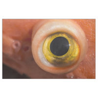Rockfish Eye