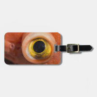Rockfish Eye