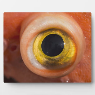 Rockfish Eye Plaque