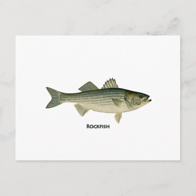 Rockfish Logo Postcard (Front)