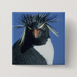 Rockhopper Penguin (Eudyptes chrysocome) 15 Cm Square Badge