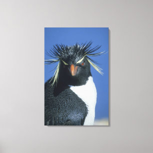 Rockhopper Penguin (Eudyptes chrysocome) Canvas Print