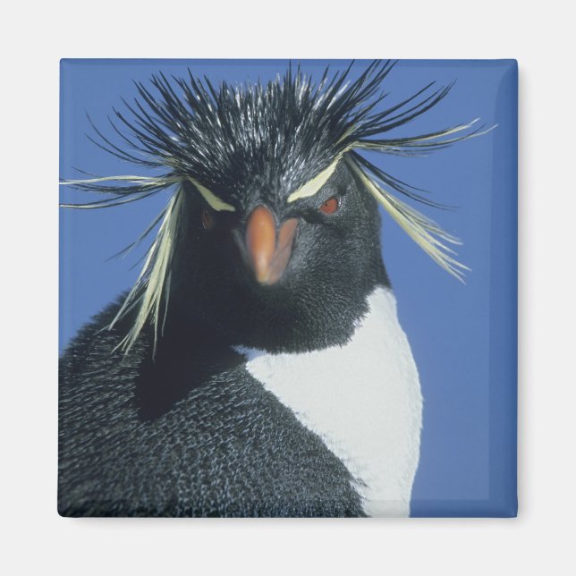 Rockhopper Penguin (Eudyptes chrysocome) Magnet (Front)