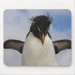 Rockhopper Penguin Eudyptes chrysocome Mouse Pad