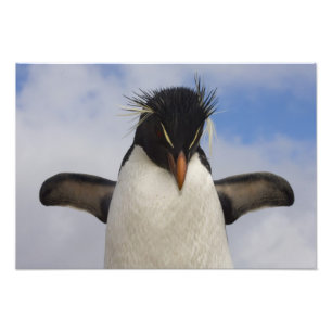 Rockhopper Penguin Eudyptes chrysocome Photo Print