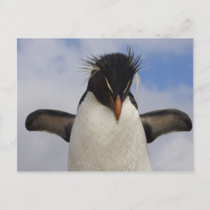 Rockhopper Penguin Eudyptes chrysocome Postcard