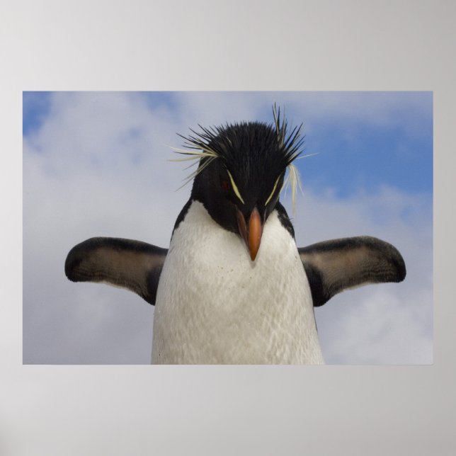 Rockhopper Penguin Eudyptes chrysocome Poster (Front)