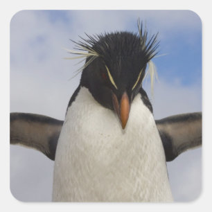 Rockhopper Penguin Eudyptes chrysocome Square Sticker