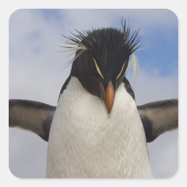 Rockhopper Penguin Eudyptes chrysocome Square Sticker (Front)