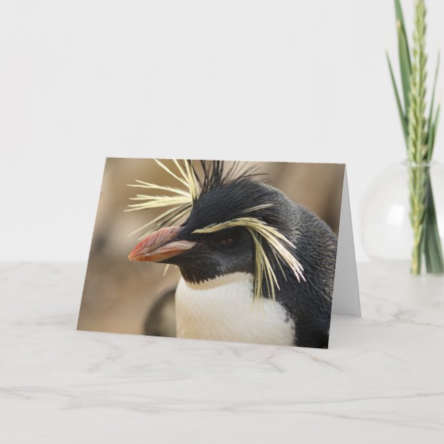 Rockhopper Penguin  Greeting Card (Front)