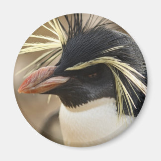 Rockhopper Penguin  Magnet
