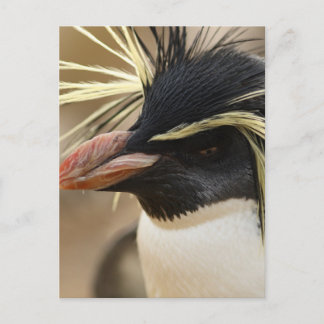 Rockhopper Penguin Postcard