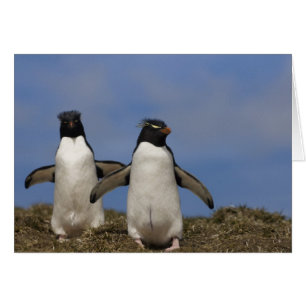 Rockhopper Penguins Eudyptes chrysocome