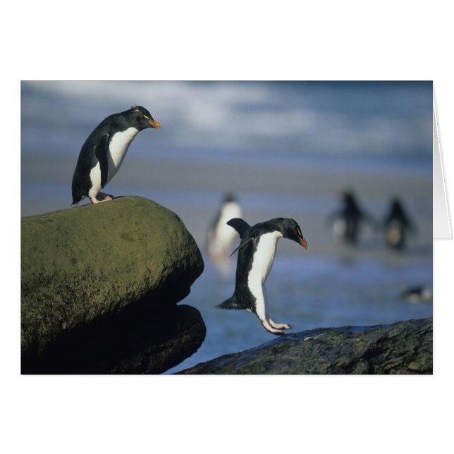 Rockhopper Penguins, Eudyptes chrysocome), (Front Horizontal)