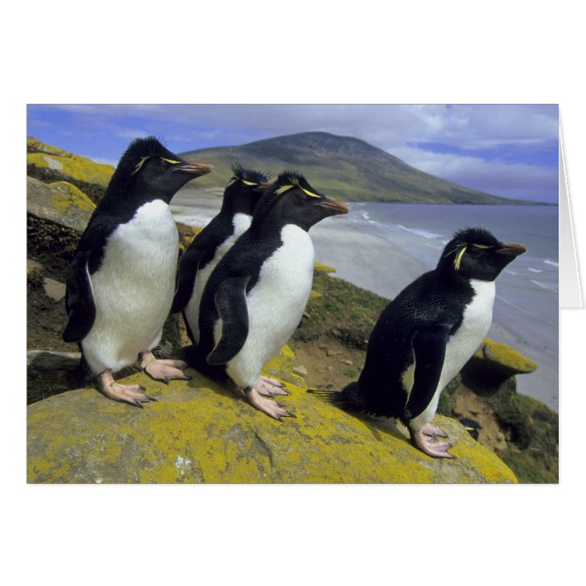 Rockhopper Penguins, (Eudyptes chrysocome), (Front Horizontal)