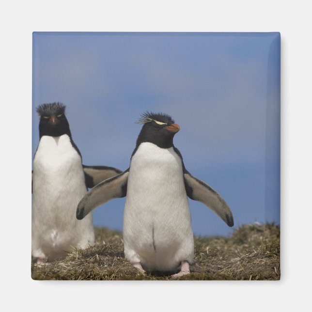 Rockhopper Penguins Eudyptes chrysocome Magnet (Front)