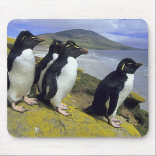Rockhopper Penguins, (Eudyptes chrysocome), Mouse Pad