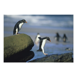 Rockhopper Penguins, Eudyptes chrysocome), Photo Print