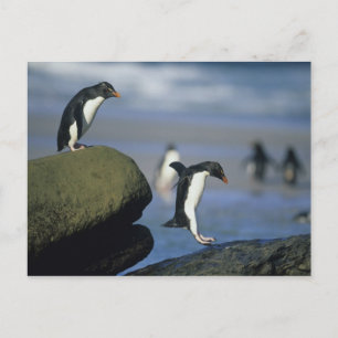 Rockhopper Penguins, Eudyptes chrysocome), Postcard