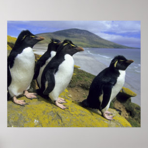 Rockhopper Penguins, (Eudyptes chrysocome), Poster