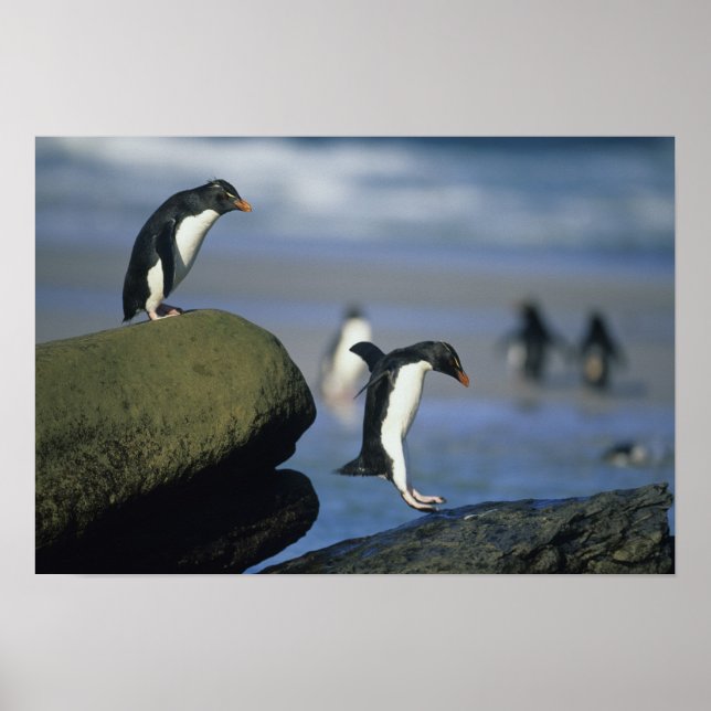 Rockhopper Penguins, Eudyptes chrysocome), Poster (Front)