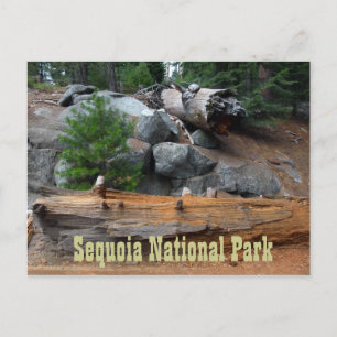 Rocks and Trees, Sequoia National Park Postcard