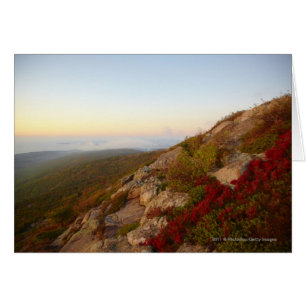 Rocky Hillside, Red Flowers, Acadia National Park