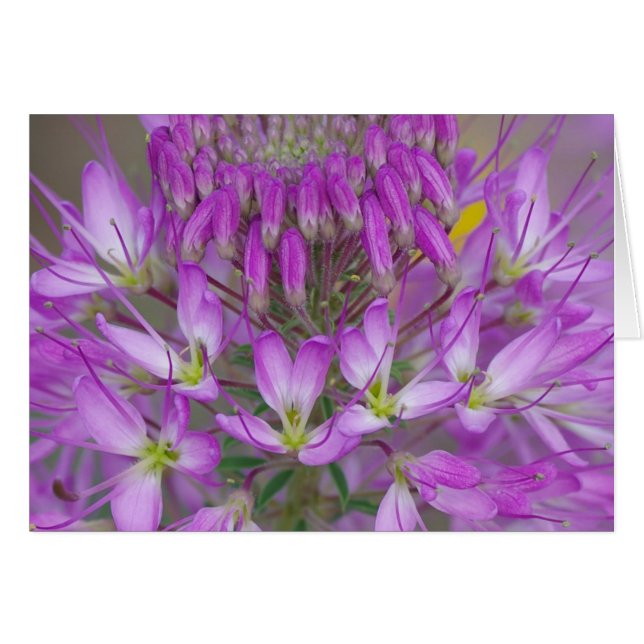 Rocky Mountain Bee Plant (Front Horizontal)