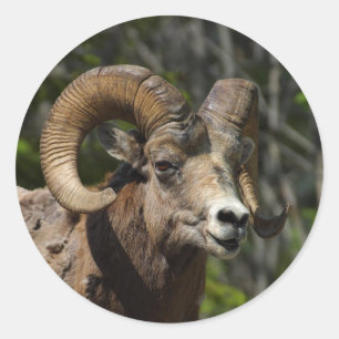 Rocky Mountain Bighorn Sheep Classic Round Sticker