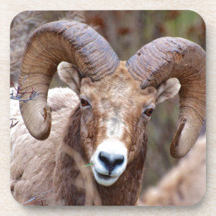 Rocky Mountain Bighorn Sheep Coaster