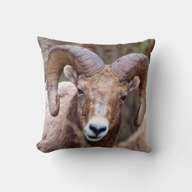 Rocky Mountain Bighorn Sheep Cushion (Front)