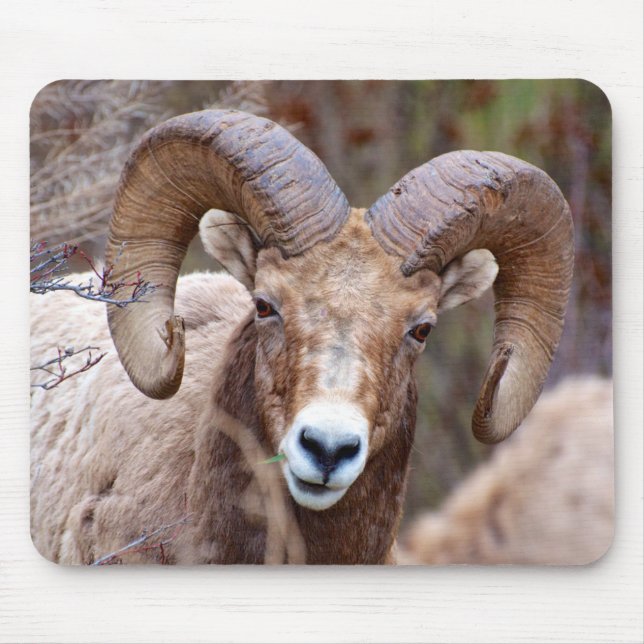 Rocky Mountain Bighorn Sheep Mouse Pad (Front)