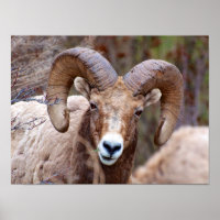 Rocky Mountain Bighorn Sheep
