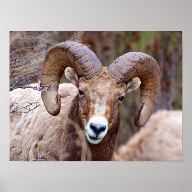 Rocky Mountain Bighorn Sheep Poster (Front)
