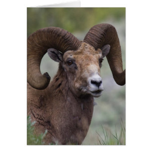 Rocky Mountain Bighorn Sheep Ram