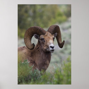 Rocky Mountain Bighorn Sheep Ram 1 Poster