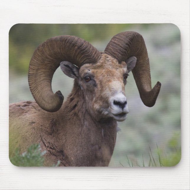 Rocky Mountain Bighorn Sheep Ram Mouse Pad (Front)