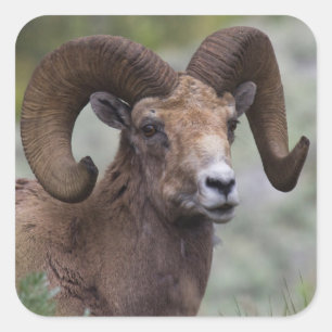 Rocky Mountain Bighorn Sheep Ram Square Sticker
