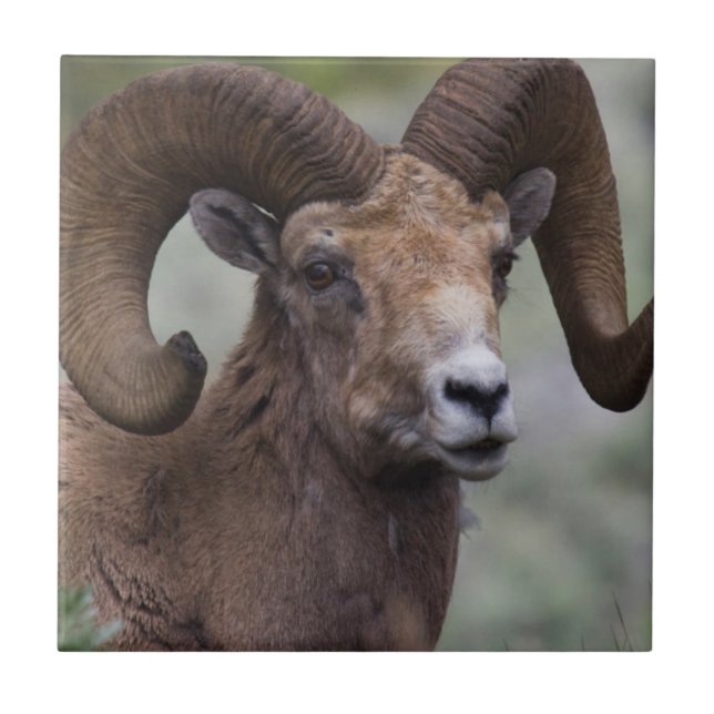 Rocky Mountain Bighorn Sheep Ram Tile (Front)