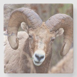 Rocky Mountain Bighorn Sheep Stone Coaster
