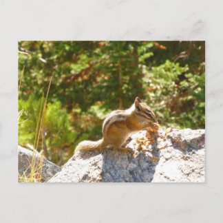 Rocky Mountain Chipmunk Postcard