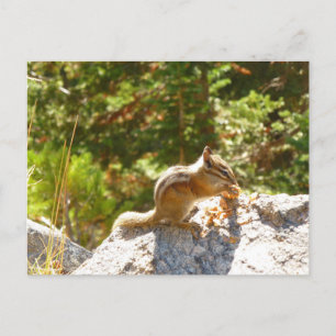 Rocky Mountain Chipmunk Postcard