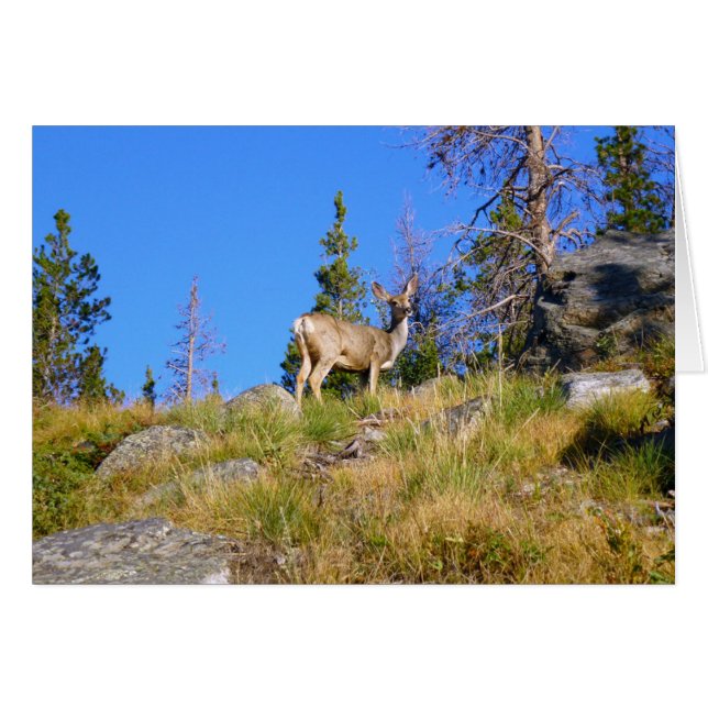 Rocky Mountain Deer (Front Horizontal)